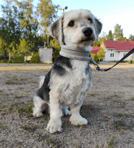 Hierontaa koirakodissa